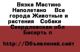 Вязка Мастино Наполетано  - Все города Животные и растения » Собаки   . Свердловская обл.,Бисерть п.